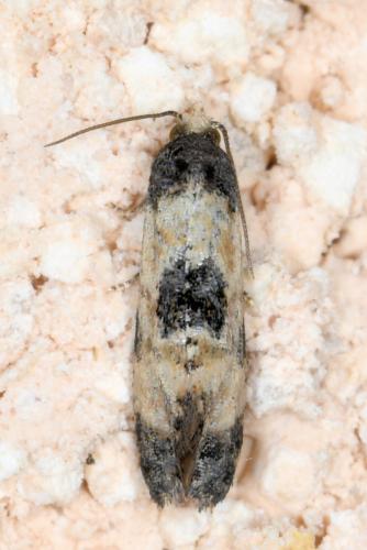 Cochylis dubitana